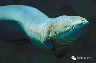 电鳗最新爆料,娱乐圈最新爆料大起底